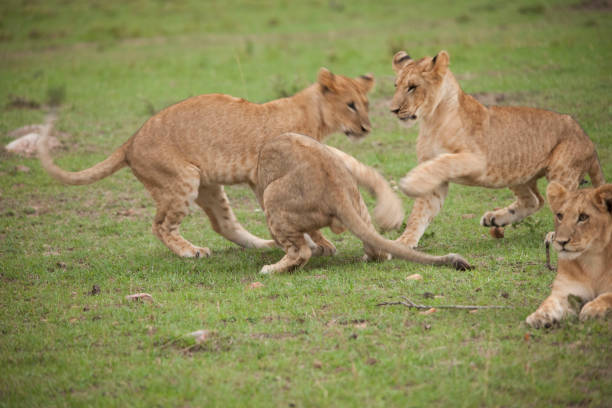 istock Lions lions and more lions 971869632