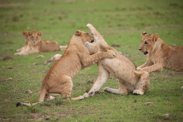 istock Lions lions and more lions 971869666