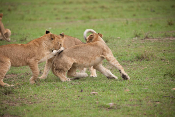 istock Lions lions and more lions 971869706