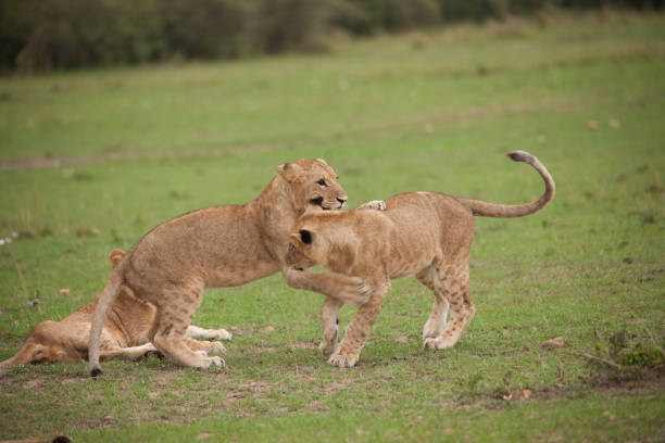 istock Lions lions and more lions 971869714