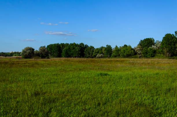 istock Wide green meadow 971869994