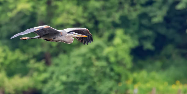 istock Blue heron flying in front of green trees 971870778