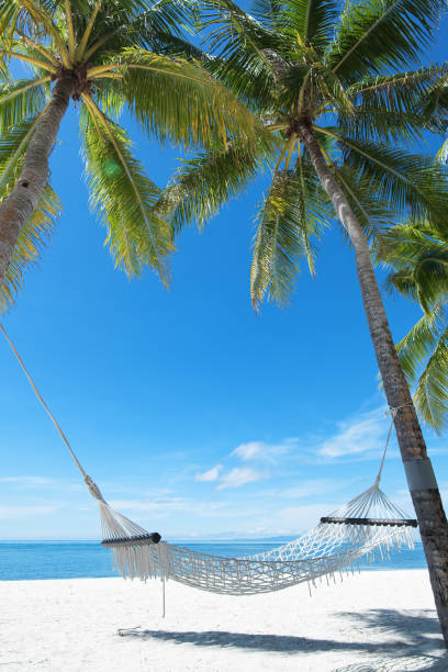 istock Hammock under palm trees on the tropical beach 971877640