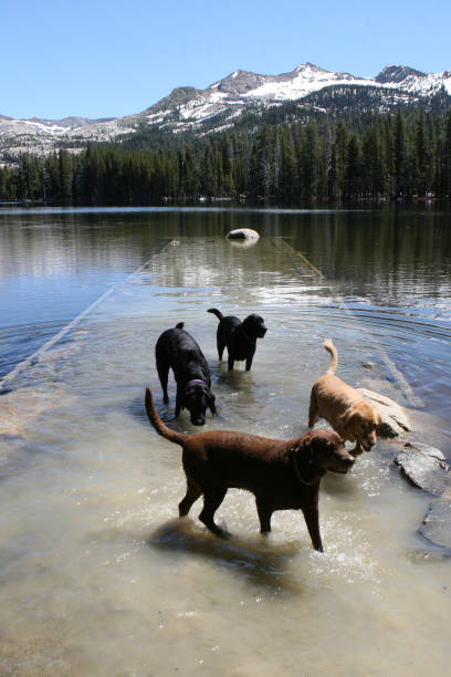 istock pack of dogs playing on submerged dock 971882394