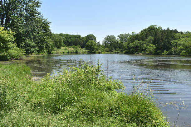 istock Trees by the Lake 971885076