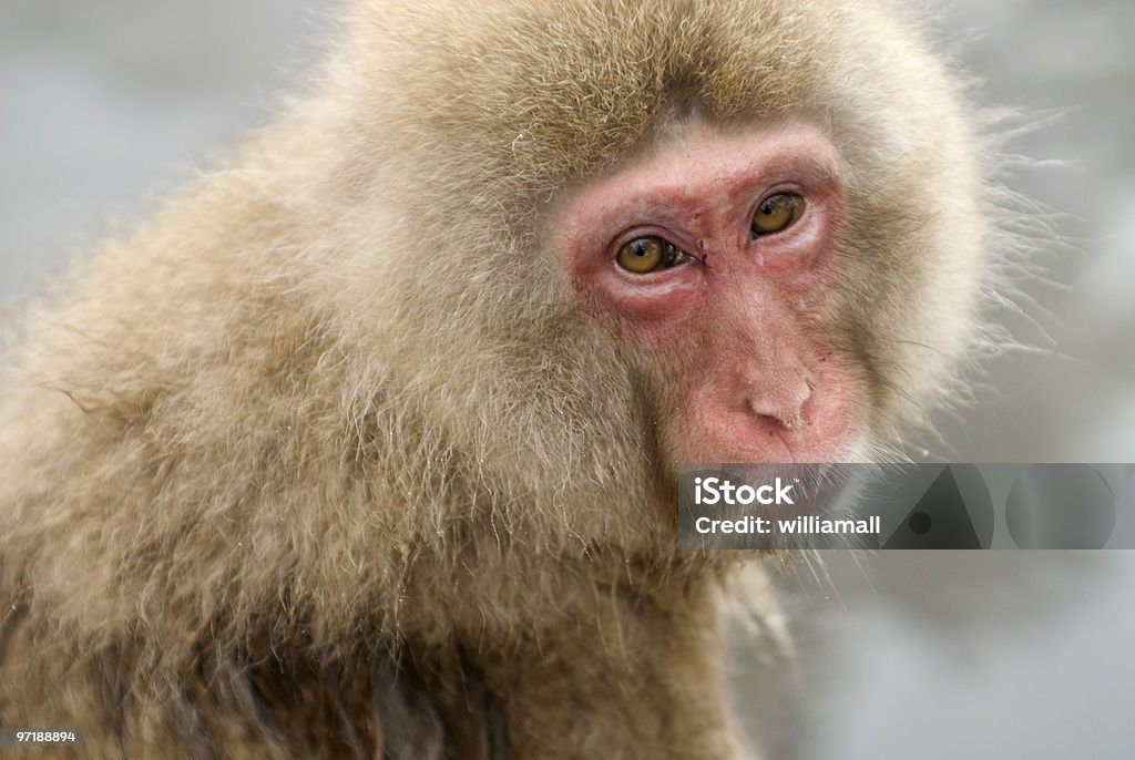 Zbliżenie monkey relaks w onsen - Zbiór zdjęć royalty-free (Azja)