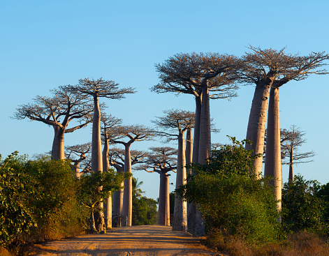 Avenue de Baobab, Madagascar