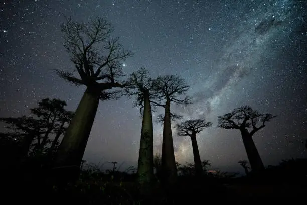 Photo of Milky Way at Avenue of the Baobabs