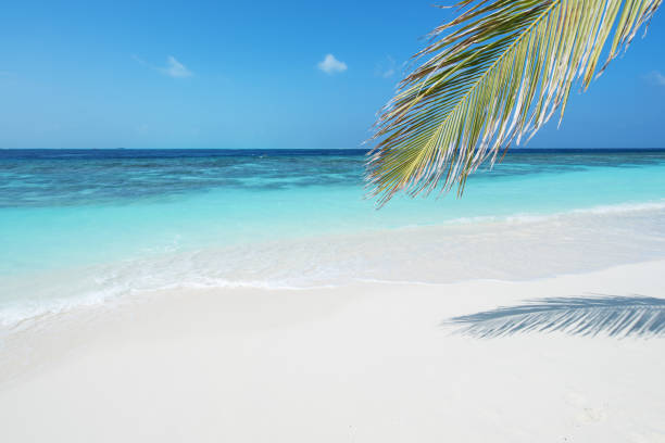 istock Tropical paradise beach copy space scene 971912356