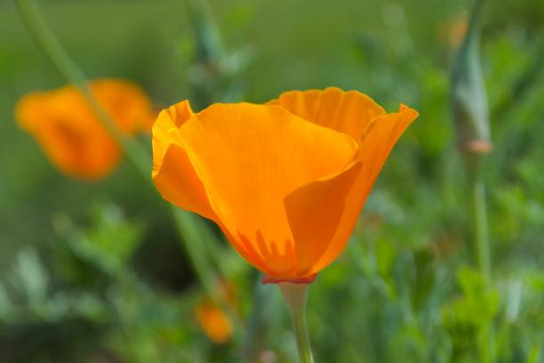 istock California Poppy 971915152