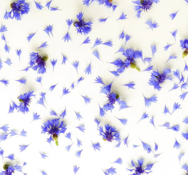 istock Flowers background. Frame from blue cornflowers on white background. Copy space. Top view 971921004