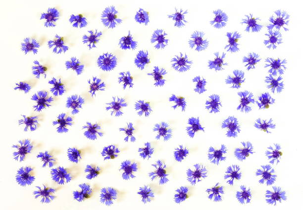 istock Flowers background. Frame from blue cornflowers on white background. Copy space. Top view 971922266