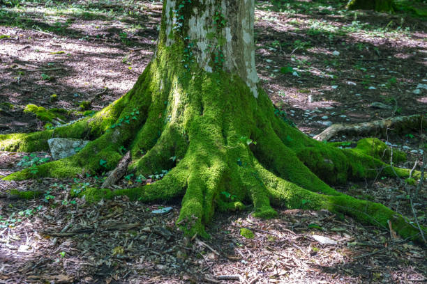 istock Moss covered tree roots in the forest, Okatse 971924752