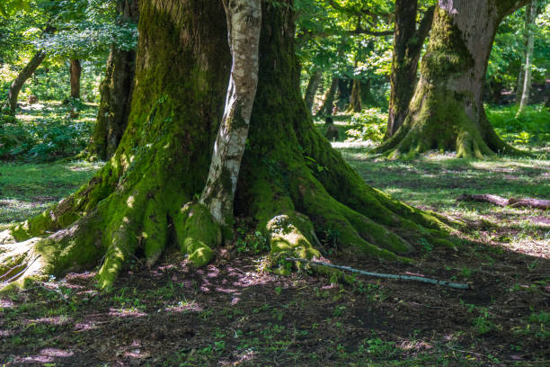 istock Moss covered tree roots in the forest, Okatse 971924926