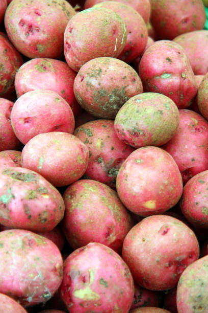 batata vermelha - red potato raw potato market red - fotografias e filmes do acervo