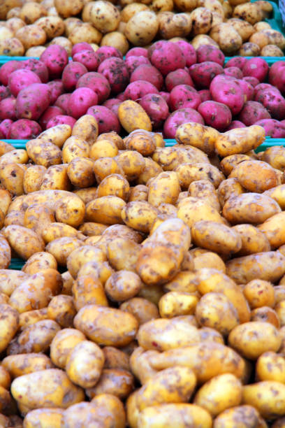 слои картофеля - red potato raw potato market red стоковые фото и изображения