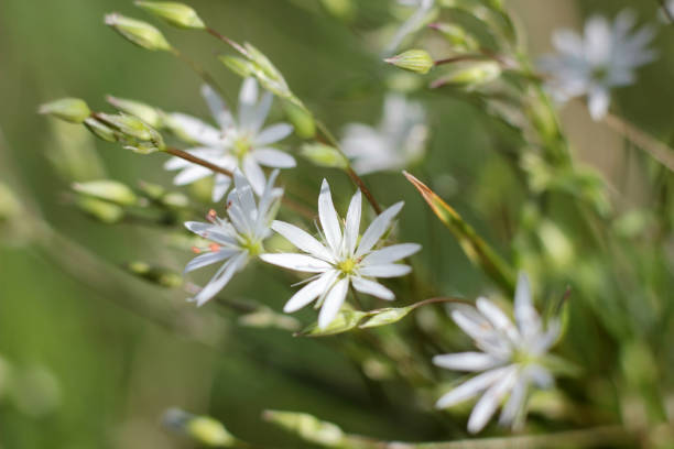 istock small white flowers in macro photography 971931818