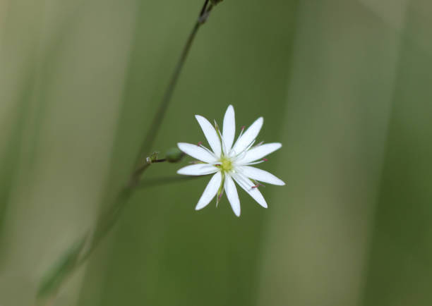 istock small white flowers in macro photography 971931826