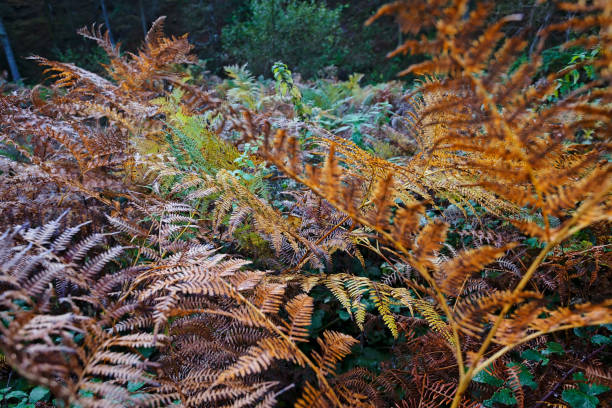 istock salaginella ferns 971931836