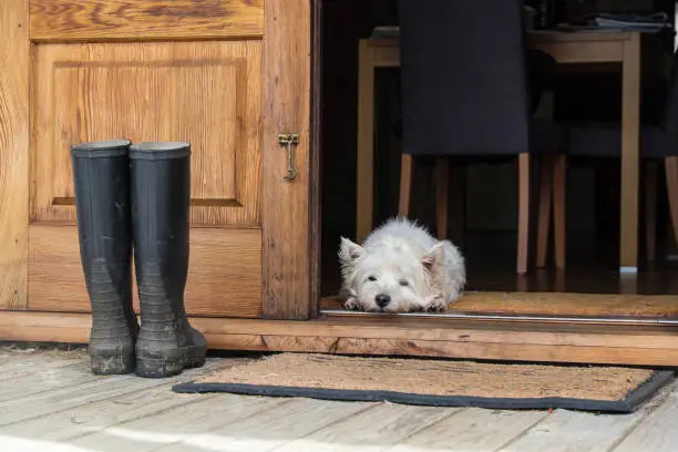 Senior west highland white terrier westie dog lying on mat looking out of open farmhouse door - photographed in New Zealand, NZ