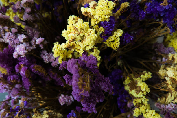 istock Close up of blooming flowers selective focus 971934508