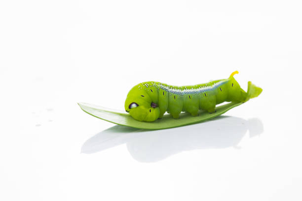 Green worm on green leaves on white background