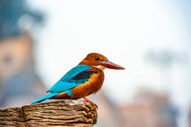 Beautiful And Colourful Tropical Kingfisher Bird Pose On A Blurred  Background In Varanasi India Stock Photo - Download Image Now - iStock