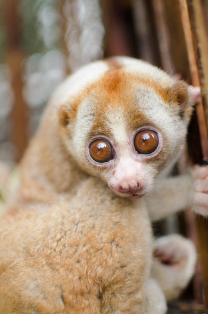 loris es vivir en la jaula - lorif fotografías e imágenes de stock