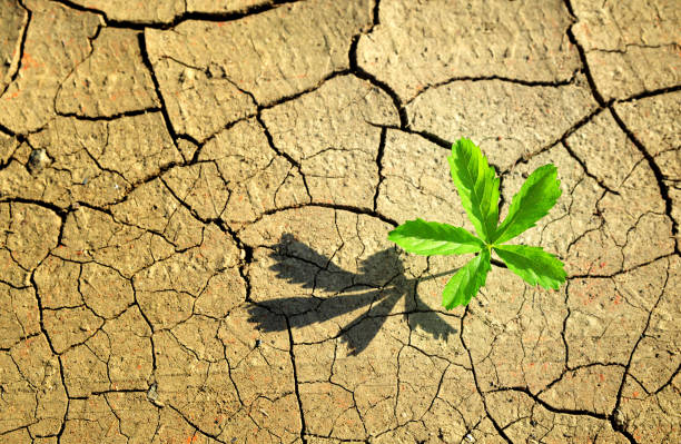 istock Plant growing from dried cracked soil 971943040