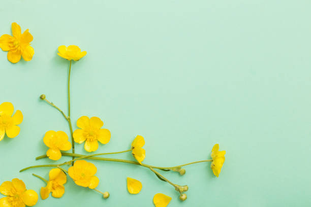istock yellow buttercups on green paper background 971946252