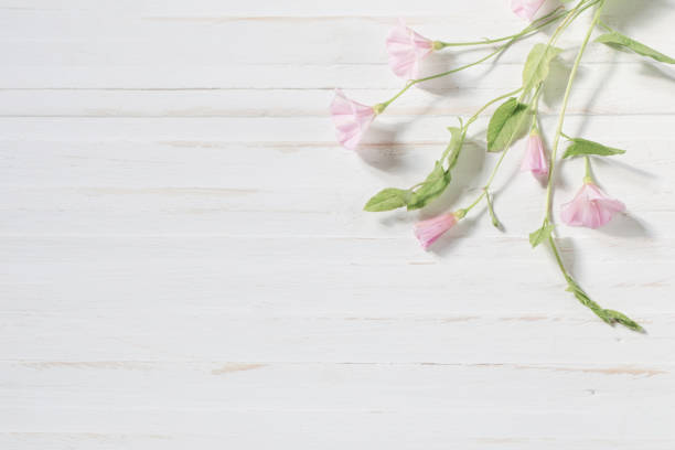 istock convolvulus on wooden background 971946280