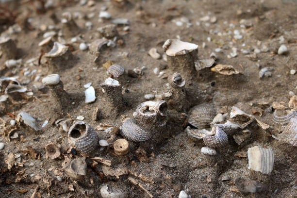 istock Ancient shells in the soil and sand 971952716