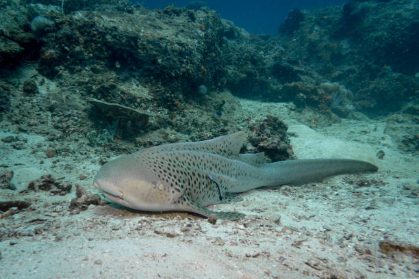 istock Rare close-up encounter with wild endangered species Zebra Leopard Shark (Stegostoma fasciatum) 971955082