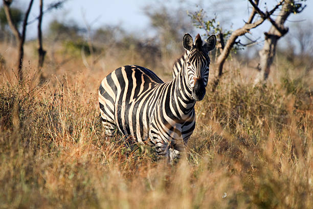 istock Zebra in Kruger Park, South Africa 97195758