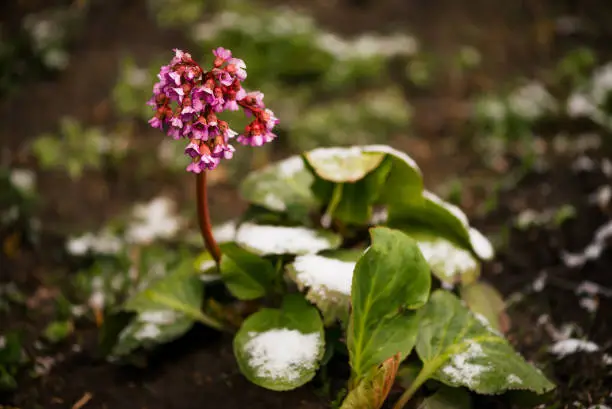 Beautiful picturesque bergenia covered with snow in unusual spring weather. Badan in anomalous phenomenon in the spring time. Pink frozen flowers of bergenia.