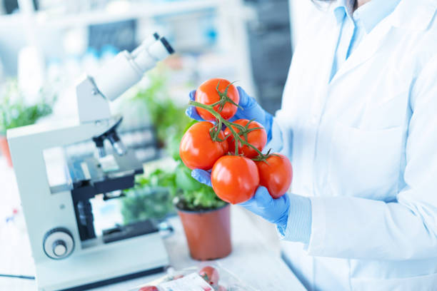 biologe, tomaten im labor analysieren - tomato genetic modification biotechnology green stock-fotos und bilder