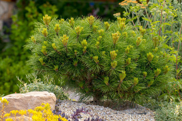 Photo of Cultivar dwarf mountain pine Pinus mugo var. pumilio in the rocky garden