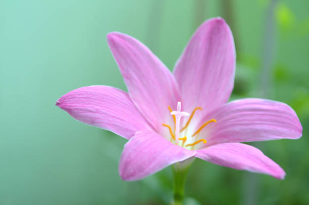 istock Pink rain lily, Zephyranthes sp. 971966804