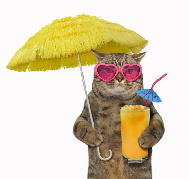 gato com suco sob o guarda-chuva amarelo - drink umbrella umbrella cocktail pink - fotografias e filmes do acervo