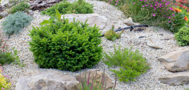 istock Dwarf green pillow tree on a decorative alpine hill. Landscaping 971972514