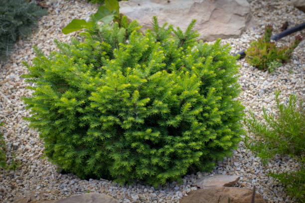 istock Dwarf green pillow tree on a decorative alpine hill. Landscaping 971972522