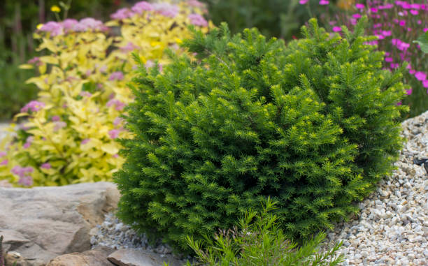 istock Dwarf green pillow tree on a decorative alpine hill. Landscaping 971972544
