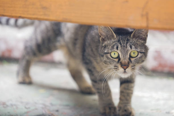 istock Stray cats are our neighbors. 971972778