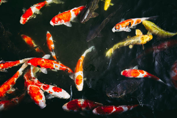 istock Carp of Japanese pond 971978242