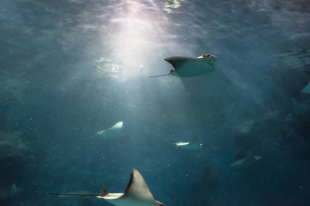 istock Stingray in the aquarium 971980450