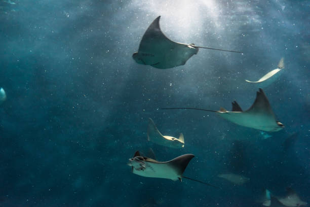 istock Stingray in the aquarium 971980454