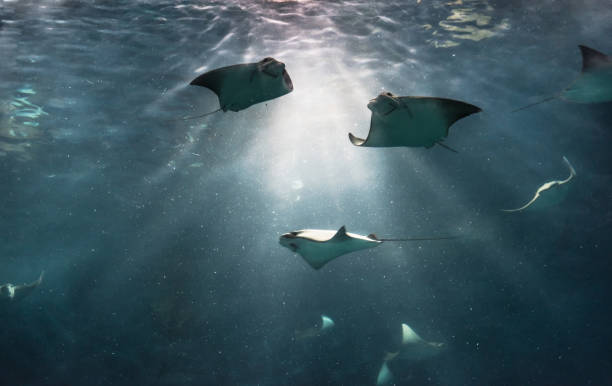 istock Stingray in the aquarium 971980456