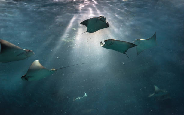 istock Stingray in the aquarium 971980458