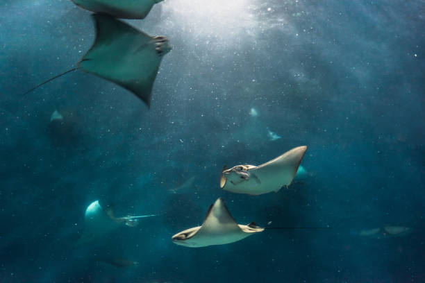 istock Stingray in the aquarium 971980460
