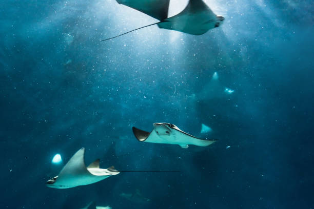 istock Stingray in the aquarium 971980464